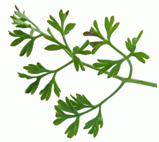 Fumitory, Common