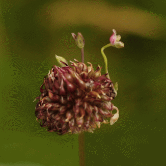 Onion, Wild