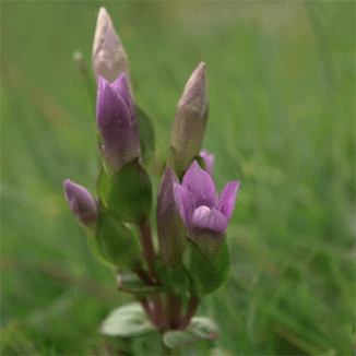 Gentian, Field