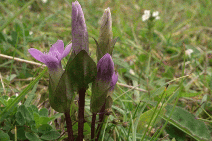 Gentian, Field