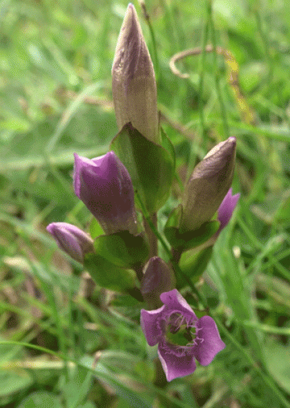 Gentian, Field