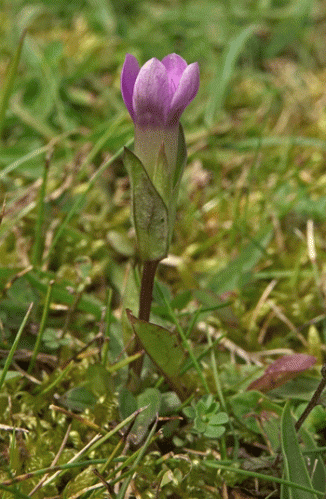 Gentian, Field