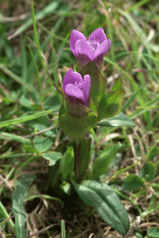 Gentian, Field