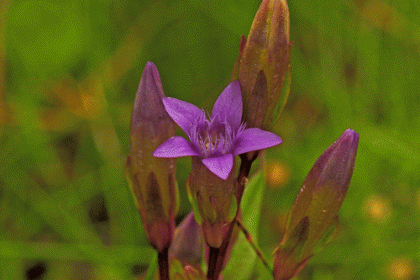 Gentian, Autumn