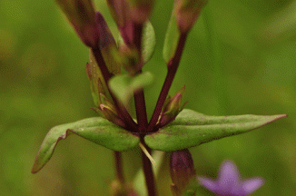 Gentian, Autumn