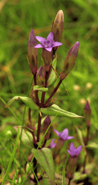 Gentian, Autumn