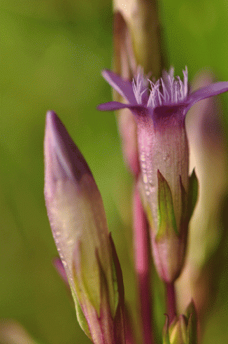 Gentian, Autumn