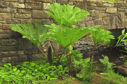 Giant-rhubarb