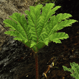 Giant-rhubarb