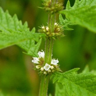 Gypsywort