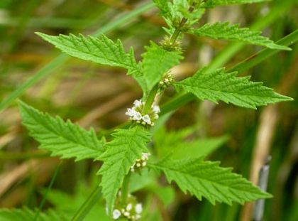 Gypsywort