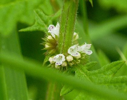 Gypsywort