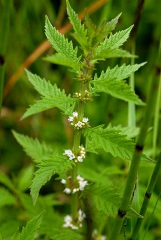 Gypsywort