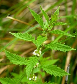 Gypsywort