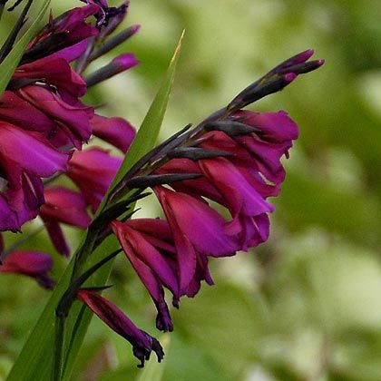 Gladiolus, Eastern
