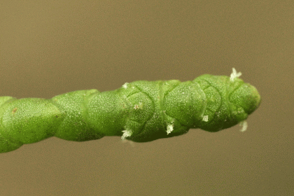 Glassworts