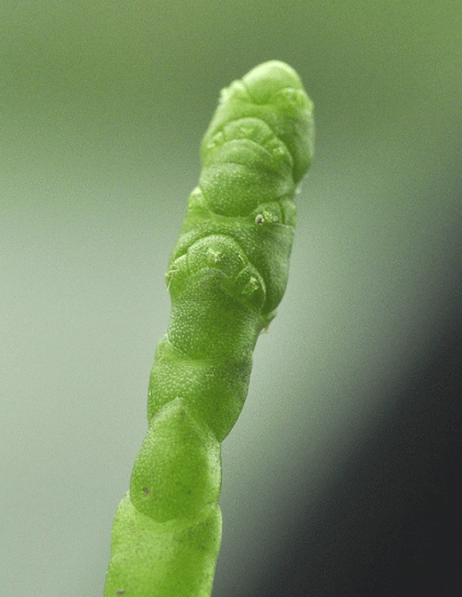 Glassworts