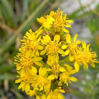 Goldenrod