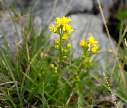 Goldenrod