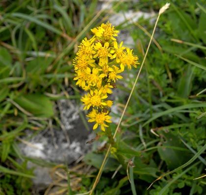 Goldenrod