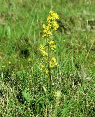 Goldenrod
