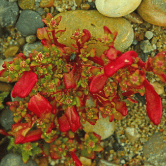 Goosefoot, Red