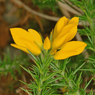 Gorse, Western