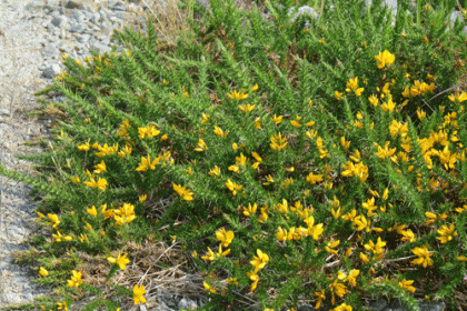 Gorse, Western