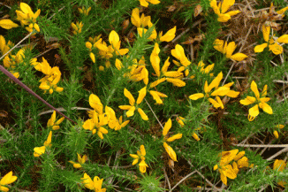 Gorse, Western