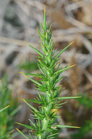 Gorse, Western