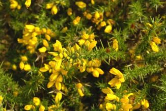 Gorse