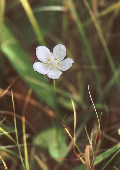 Grass-of-Parnassus
