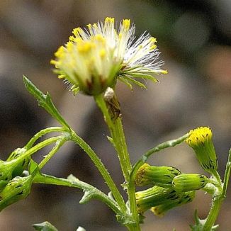 Groundsel