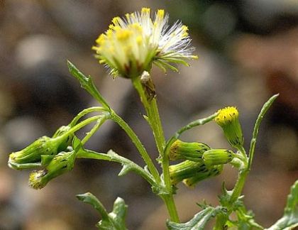 Groundsel