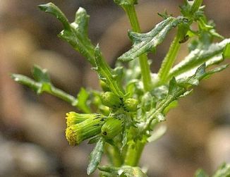Groundsel
