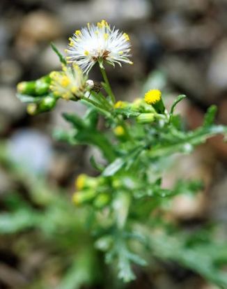 Groundsel