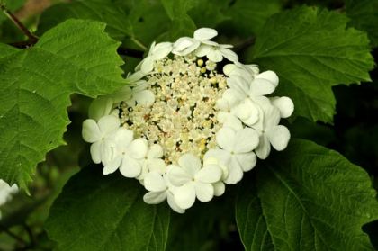 Guelder-rose