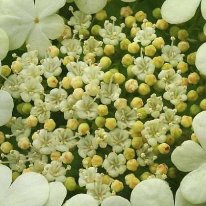 Guelder-rose