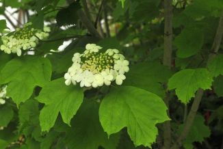 Guelder-rose