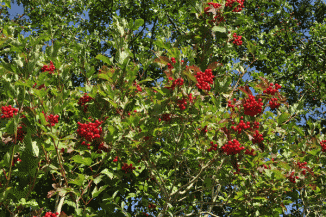Guelder-rose