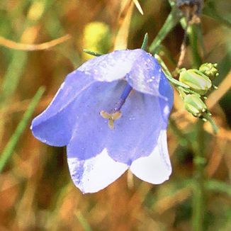 Harebell