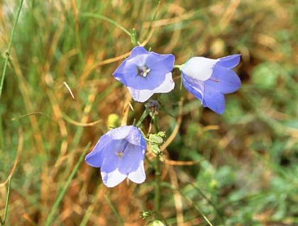 Harebell