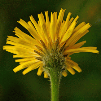 Hawkbit, Rough