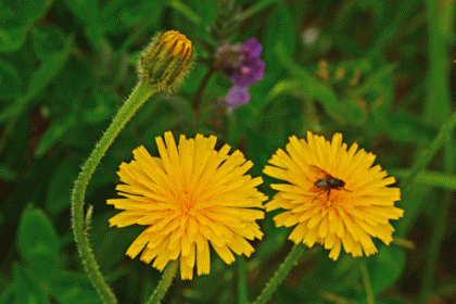 Hawkbit, Rough