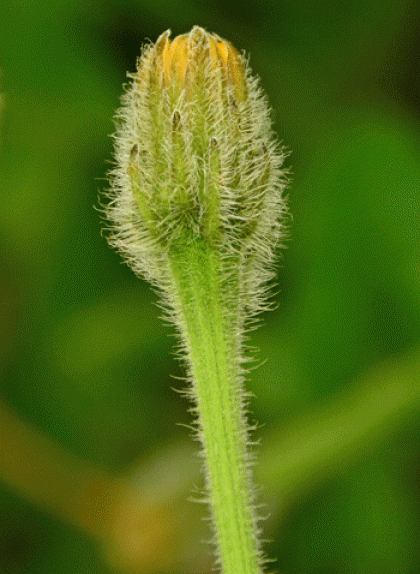 Hawkbit, Rough