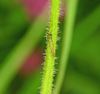 Hawkbit, Rough