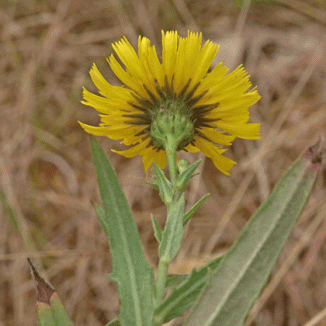 Hawkweed, Narrow-leaved