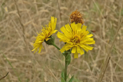 Hawkweed, Narrow-leaved