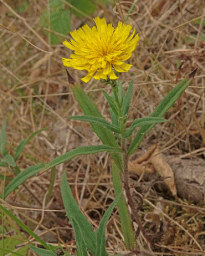 Hawkweed, Narrow-leaved