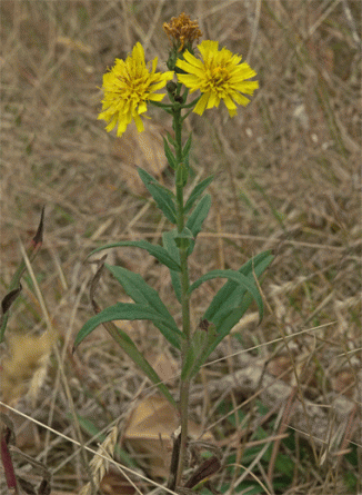Hawkweed, Narrow-leaved